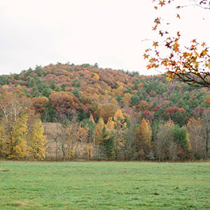 Airstream Foliage Image