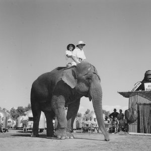 WallyElephant